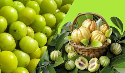 Información sobre La Garcinia Cambogia