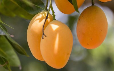 El mango, rey de estación