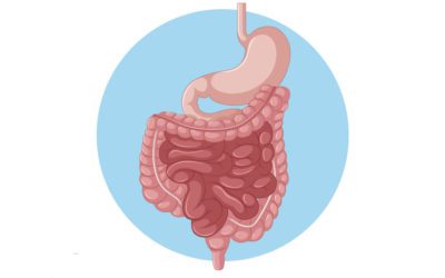 ¿Por qué debemos cuidar nuestro intestino?